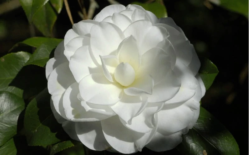 Alba Plena Camellia Japonica - 3 Gallon Pot 6 Alba Plena Camellia Japonica - 3 Gallon Pot - Image 4