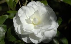 Alba Plena Camellia Japonica - 7 Gallon Pot (3-4') -Plant Lover House Shop Camellia Alba Plena Flower Closeup 2