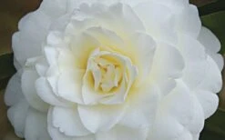 Alba Plena Camellia Japonica - 7 Gallon Pot (3-4') -Plant Lover House Shop Camellia Alba Plena Flower Closeup