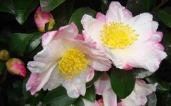 Apple Blossom Camellia Sasanqua - 1 Gallon Pot -Plant Lover House Shop Camellia Apple Blossom 1