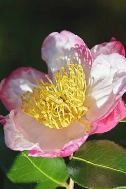 Apple Blossom Camellia Sasanqua - 1 Gallon Pot -Plant Lover House Shop Camellia Apple Blossom 7
