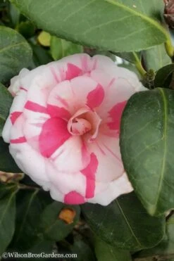 April Dawn Cold Hardy Camellia Japonica - 5 Gallon Pot -Plant Lover House Shop Camellia April Dawn 10