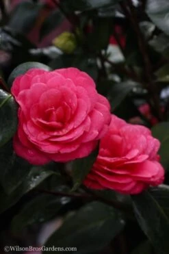 April Dawn Cold Hardy Camellia Japonica - 5 Gallon Pot -Plant Lover House Shop Camellia April Dawn 20