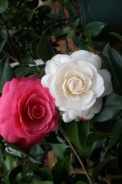 April Dawn Cold Hardy Camellia Japonica - 5 Gallon Pot -Plant Lover House Shop Camellia April Dawn 21