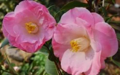 April Remembered Cold Hardy Pink Camellia Japonica - 3 Gallon Pot -Plant Lover House Shop Camellia April Remembered 1