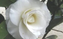 April Snow Camellia Japonica - 1 Gallon Pot -Plant Lover House Shop Camellia April Snow 1