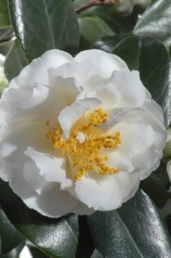 April Snow Camellia Japonica - 1 Gallon Pot -Plant Lover House Shop Camellia April Snow 13