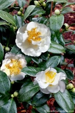 April Snow Camellia Japonica - 1 Gallon Pot -Plant Lover House Shop Camellia April Snow 14