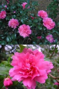 Autumn Spirit Camellia - Hybrid - 3 Gallon Pot -Plant Lover House Shop Camellia April Spirit 3