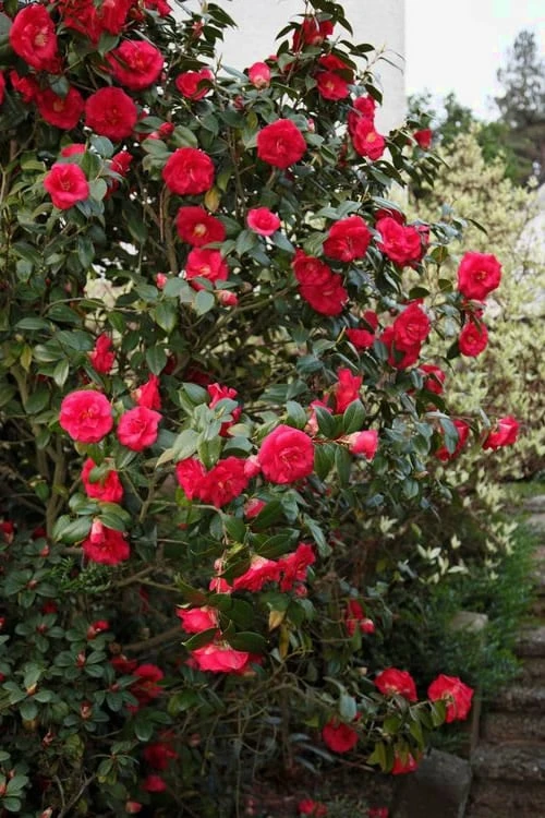 April Tryst Camellia Japonica - 1 Gallon Pot 6 April Tryst Camellia Japonica - 1 Gallon Pot - Image 4