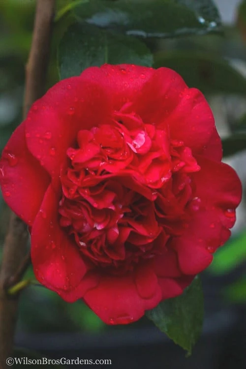 April Tryst Camellia Japonica - 1 Gallon Pot 3 April Tryst Camellia Japonica - 1 Gallon Pot