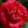 April Tryst Camellia Japonica - 3 Gallon Pot -Plant Lover House Shop Camellia April Tryst 3