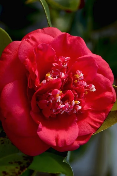 April Tryst Camellia Japonica - 1 Gallon Pot 7 April Tryst Camellia Japonica - 1 Gallon Pot - Image 5
