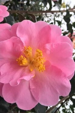 Arctic Dawn Cold Hardy Pink Camellia Hybrid - 1 Gallon Pot -Plant Lover House Shop Camellia Arctic Dawn 1