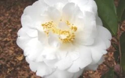 Bessie Battle Camellia Japonica - 3 Gallon Pot 9 Bessie Battle Camellia Japonica - 3 Gallon Pot -Plant Lover House Shop Camellia Bessie Battle 1