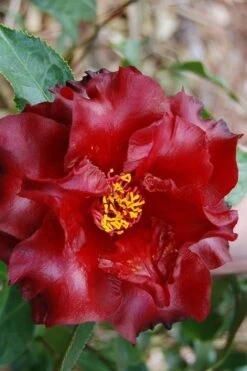 Black Magic Camellia Japonica - 3 Gallon Pot 9 Black Magic Camellia Japonica - 3 Gallon Pot -Plant Lover House Shop Camellia Black Magic 2 1