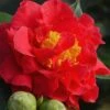 Blood Of China Fragrant Red Camellia Japonica - 1 Gallon Pot -Plant Lover House Shop Camellia Blood Of China 1 1