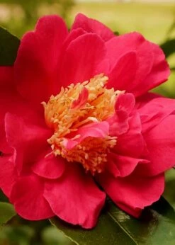 Blood Of China Fragrant Red Camellia Japonica - 1 Gallon Pot -Plant Lover House Shop Camellia Blood Of China 3 1