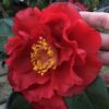 Bob Hope Camellia Japonica - 1 Gallon Pot -Plant Lover House Shop Camellia Bob Hope 1