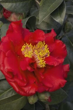 Bob Hope Camellia Japonica - 1 Gallon Pot -Plant Lover House Shop Camellia Bob Hope 5