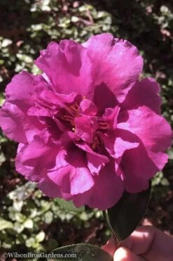 Bonanza Purple Camellia Sasanqua - 3 Gallon Pot -Plant Lover House Shop Camellia Bonanza 102 1