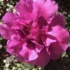 Bonanza Purple Camellia Sasanqua - 3 Gallon Pot 2 Bonanza Purple Camellia Sasanqua - 3 Gallon Pot -Plant Lover House Shop Camellia Bonanza 102