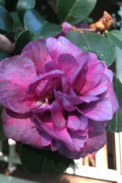 Bonanza Purple Camellia Sasanqua - 3 Gallon Pot -Plant Lover House Shop Camellia Bonanza Purple 4