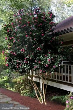 Bonanza Purple Camellia Sasanqua - 3 Gallon Pot -Plant Lover House Shop Camellia Bonanza Purple 7