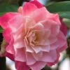 Buttons 'n Bows Camellia Hybrid - 3 Gallon Pot -Plant Lover House Shop Camellia Buttons And Bows JW 1