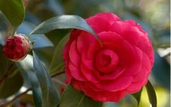C. M. Hovey Camellia Japonica - 3 Gallon Pot 9 C. M. Hovey Camellia Japonica - 3 Gallon Pot -Plant Lover House Shop Camellia C M Hovey 1