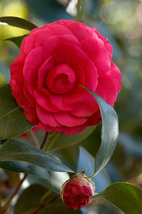 C. M. Hovey Camellia Japonica - 3 Gallon Pot 3 C. M. Hovey Camellia Japonica - 3 Gallon Pot