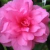 Chansonette Dwarf Weeping Camellia Sasanqua - 1 Gallon Pot 2 Chansonette Dwarf Weeping Camellia Sasanqua - 1 Gallon Pot -Plant Lover House Shop Camellia Chansonette 1