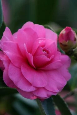 Chansonette Dwarf Weeping Camellia Sasanqua - 1 Gallon Pot 12 Chansonette Dwarf Weeping Camellia Sasanqua - 1 Gallon Pot -Plant Lover House Shop Camellia Chansonette 2