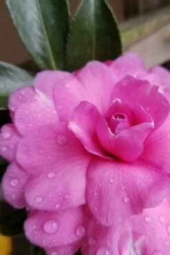 Chansonette Dwarf Weeping Camellia Sasanqua - 1 Gallon Pot 13 Chansonette Dwarf Weeping Camellia Sasanqua - 1 Gallon Pot -Plant Lover House Shop Camellia Chansonette 4