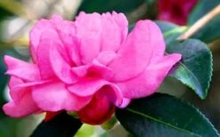Chansonette Dwarf Weeping Camellia Sasanqua - 1 Gallon Pot 15 Chansonette Dwarf Weeping Camellia Sasanqua - 1 Gallon Pot -Plant Lover House Shop Camellia Chansonette 5