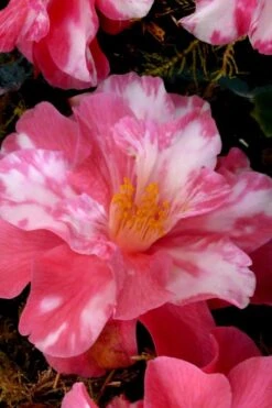 Coral Delight Camellia Hybrid - 1 Gallon Pot -Plant Lover House Shop Camellia Coral Delight 15 1