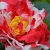 Sacred Dance Camellia Japonica 'Daikagura' - 3 Gallon Pot 2 Sacred Dance Camellia Japonica 'Daikagura' - 3 Gallon Pot -Plant Lover House Shop Camellia Daikagura 1 500x750 1