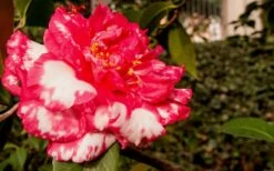 Sacred Dance Camellia Japonica 'Daikagura' - 3 Gallon Pot 12 Sacred Dance Camellia Japonica 'Daikagura' - 3 Gallon Pot -Plant Lover House Shop Camellia Daikagura 3