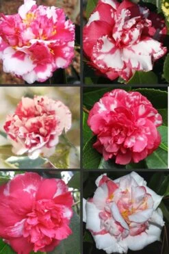 Sacred Dance Camellia Japonica 'Daikagura' - 3 Gallon Pot 11 Sacred Dance Camellia Japonica 'Daikagura' - 3 Gallon Pot -Plant Lover House Shop Camellia Daikagura Colors 500x750 1