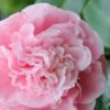 Debutante Pink Camellia Japonica - 6 Pack Of 1 Gallon Pots -Plant Lover House Shop Camellia Debutante 500x750 1