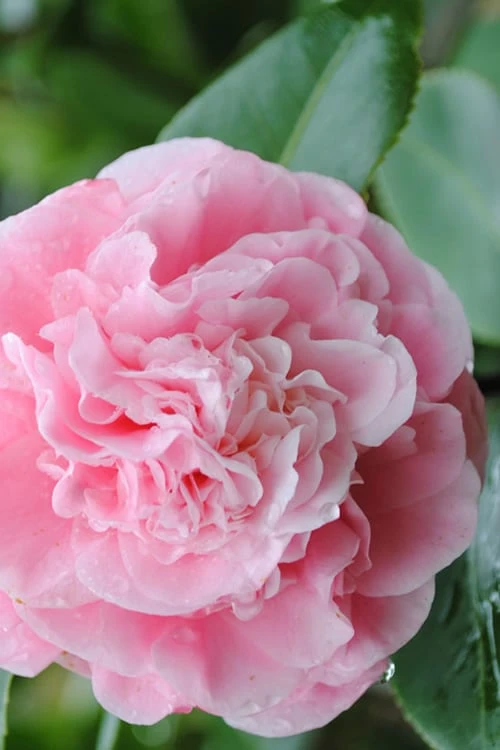 Debutante Pink Camellia Japonica - 6 Pack Of 1 Gallon Pots 3 Debutante Pink Camellia Japonica - 6 Pack Of 1 Gallon Pots