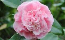 Debutante Pink Camellia Japonica - 6 Pack Of 1 Gallon Pots 11 Debutante Pink Camellia Japonica - 6 Pack Of 1 Gallon Pots -Plant Lover House Shop Camellia Debutante Closeup Flower 3