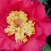 Dr. J.C. Raulston Camellia Japonica - 7 Gallon Pot 2 Dr. J.C. Raulston Camellia Japonica - 7 Gallon Pot -Plant Lover House Shop Camellia Dr JC Raulston 10 1