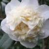 Fifth Avenue White Camellia Japonica - 3 Gallon Pot -Plant Lover House Shop Camellia Fifth Avenue