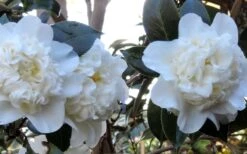 Fifth Avenue White Camellia Japonica - 3 Gallon Pot -Plant Lover House Shop Camellia Fifth Avenue 21