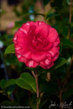 Glen 40 Camellia Japonica - 3 Gallon Pot -Plant Lover House Shop Camellia Glen 40 JW 1