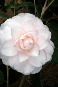 Goggy Camellia Japonica - 3 Gallon Pot -Plant Lover House Shop Camellia Goggy 3