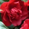 Governor Mouton Red Camellia Japonica - 3 Gallon Pot 1 Governor Mouton Red Camellia Japonica - 3 Gallon Pot -Plant Lover House Shop Camellia Governor Mouton 1 500x750 1