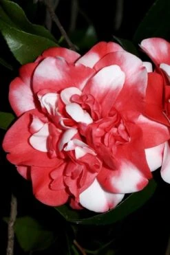 Governor Mouton Red Camellia Japonica - 3 Gallon Pot -Plant Lover House Shop Camellia Governor Mouton 3