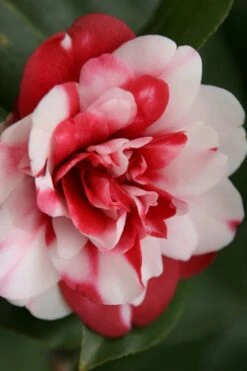 Governor Mouton Red Camellia Japonica - 3 Gallon Pot -Plant Lover House Shop Camellia Governor Mouton 7